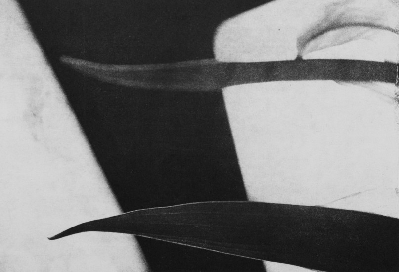 Organic composition V | 2017 | 38x58cm | photogravure